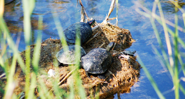 polychrono-mavrompara-lake-turtles